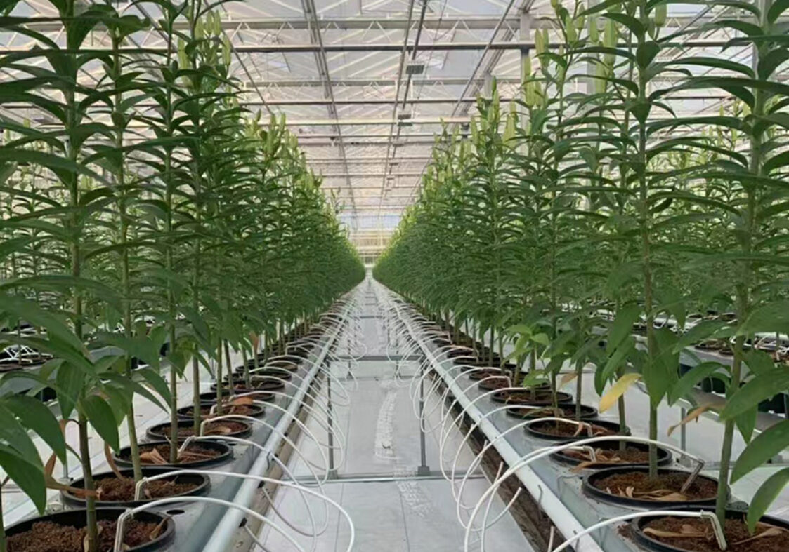 Factory manufacturing of commercial polycarbonate greenhouses for vegetable cultivation