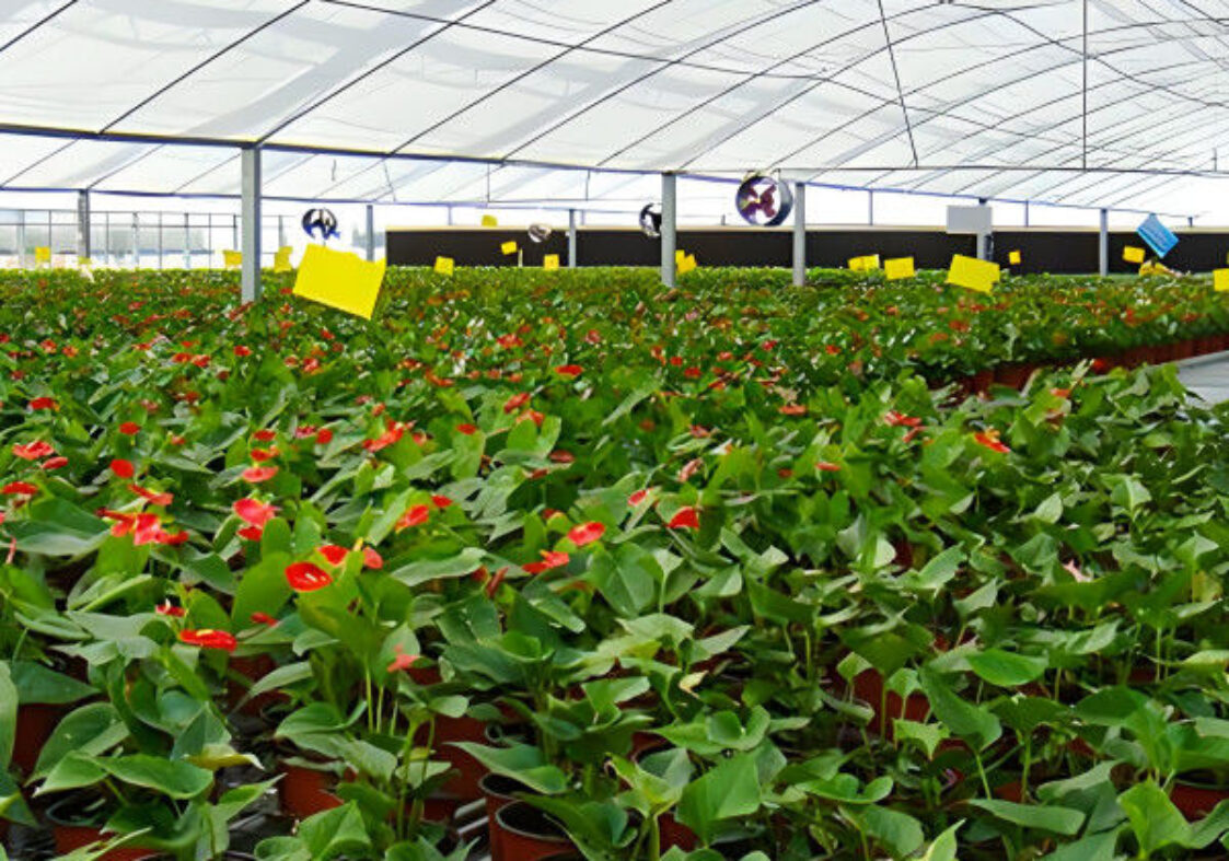 Film Covering Intelligent Greenhouse Waterproof With Automatic Electric Systems