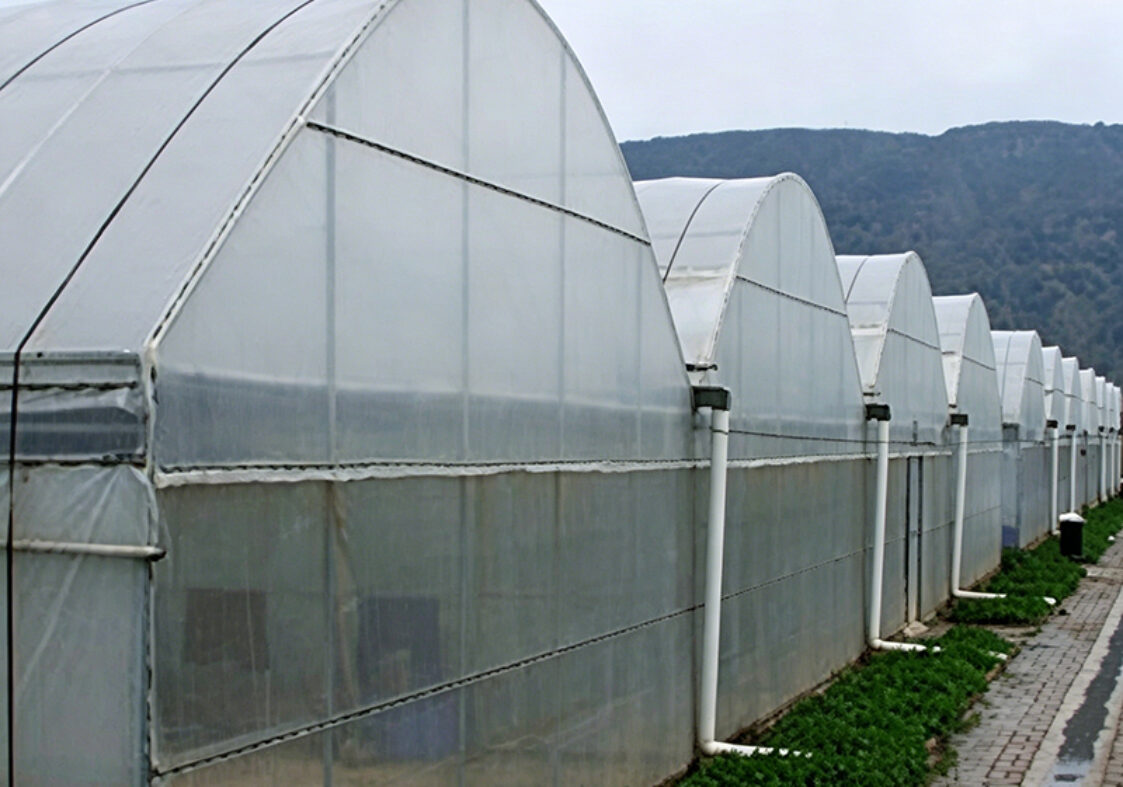 Film Greenhouse for Commercial Agricultural Cultivation