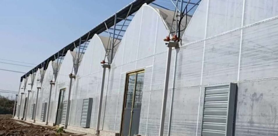 Film Greenhouse for Vegetable Cultivation