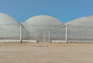 Film Greenhouse for Vegetable Cultivation