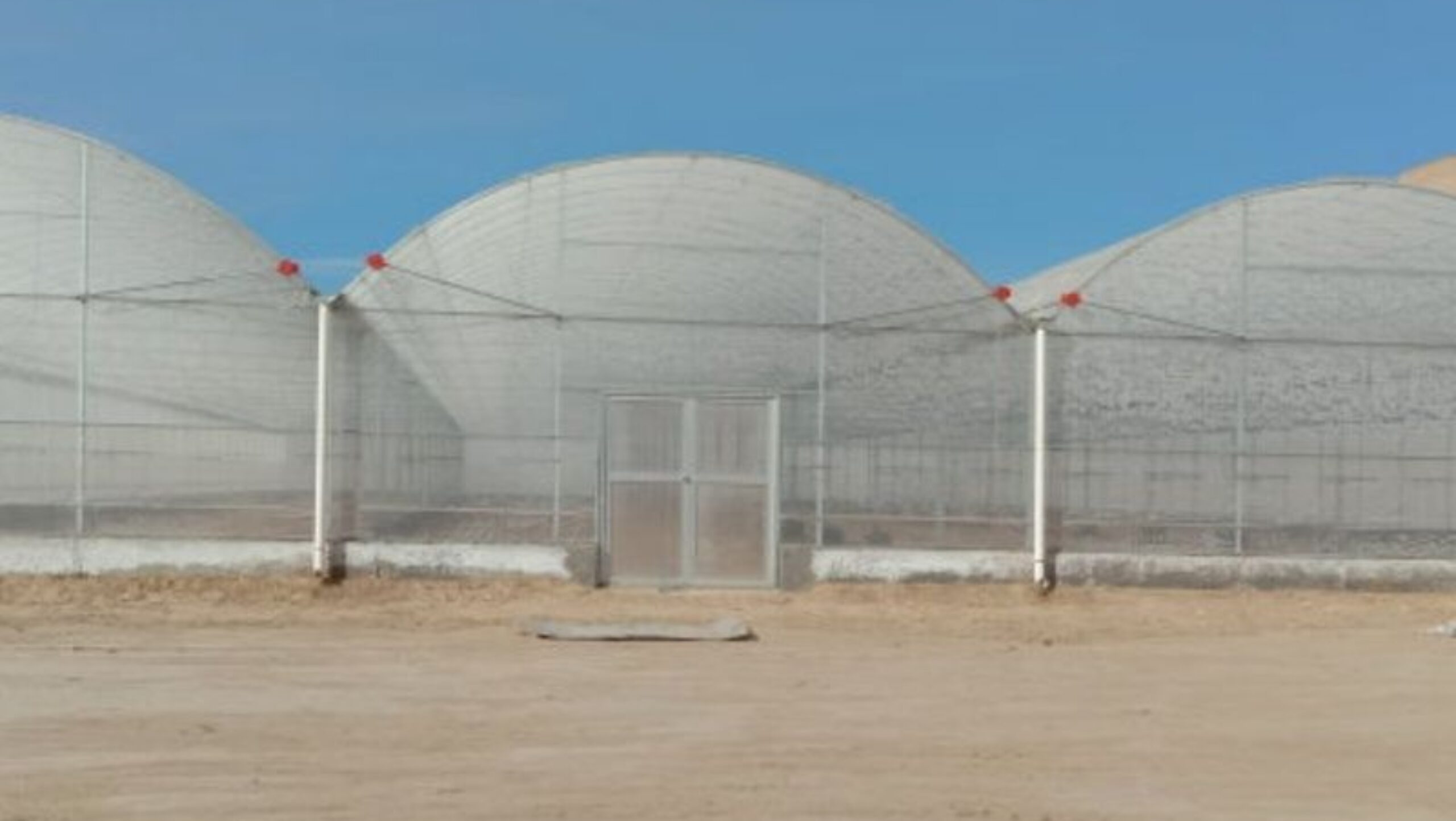 Film Greenhouse for Vegetable Cultivation
