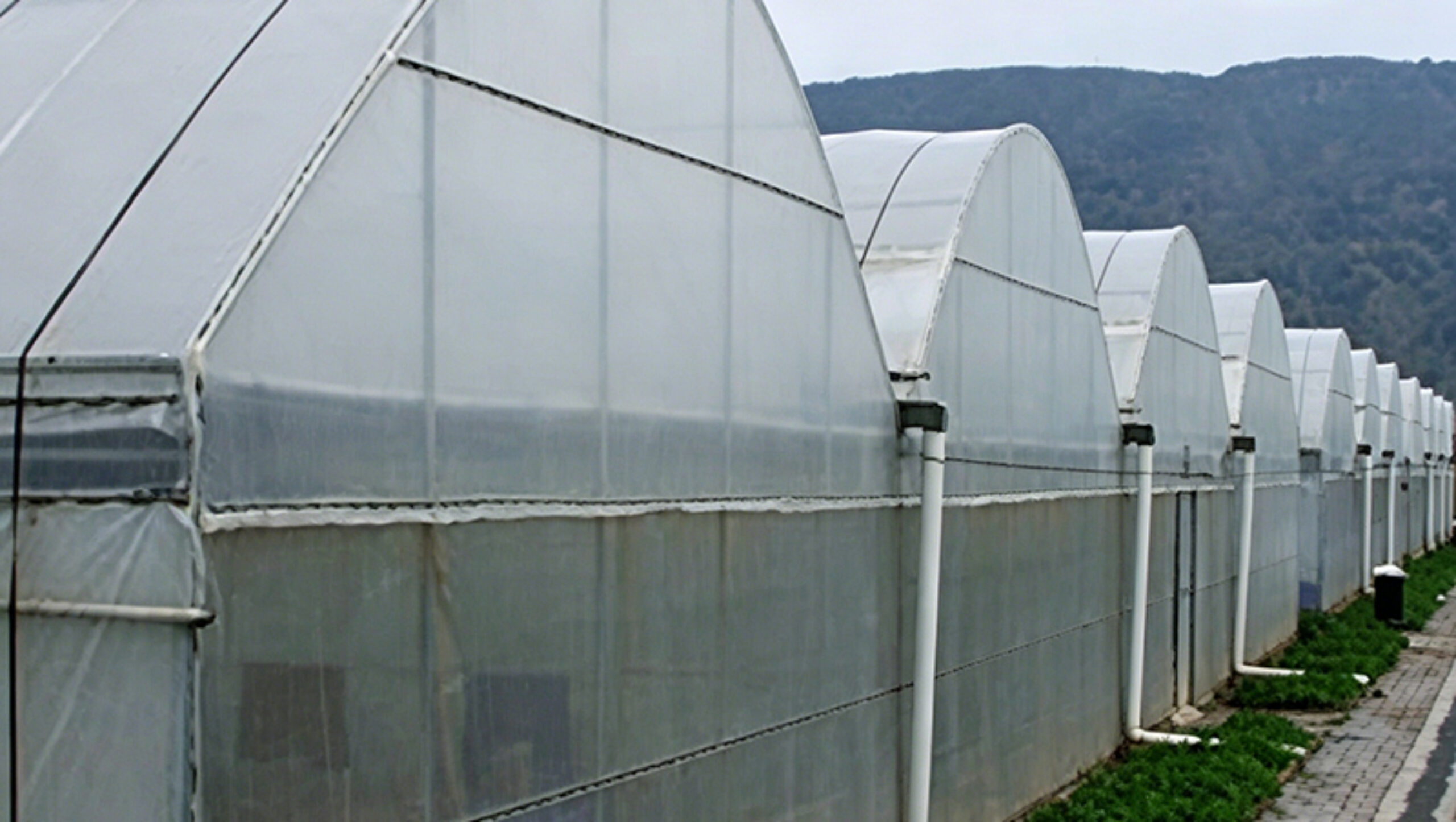 Film Greenhouse with Automated Shading and Irrigation
