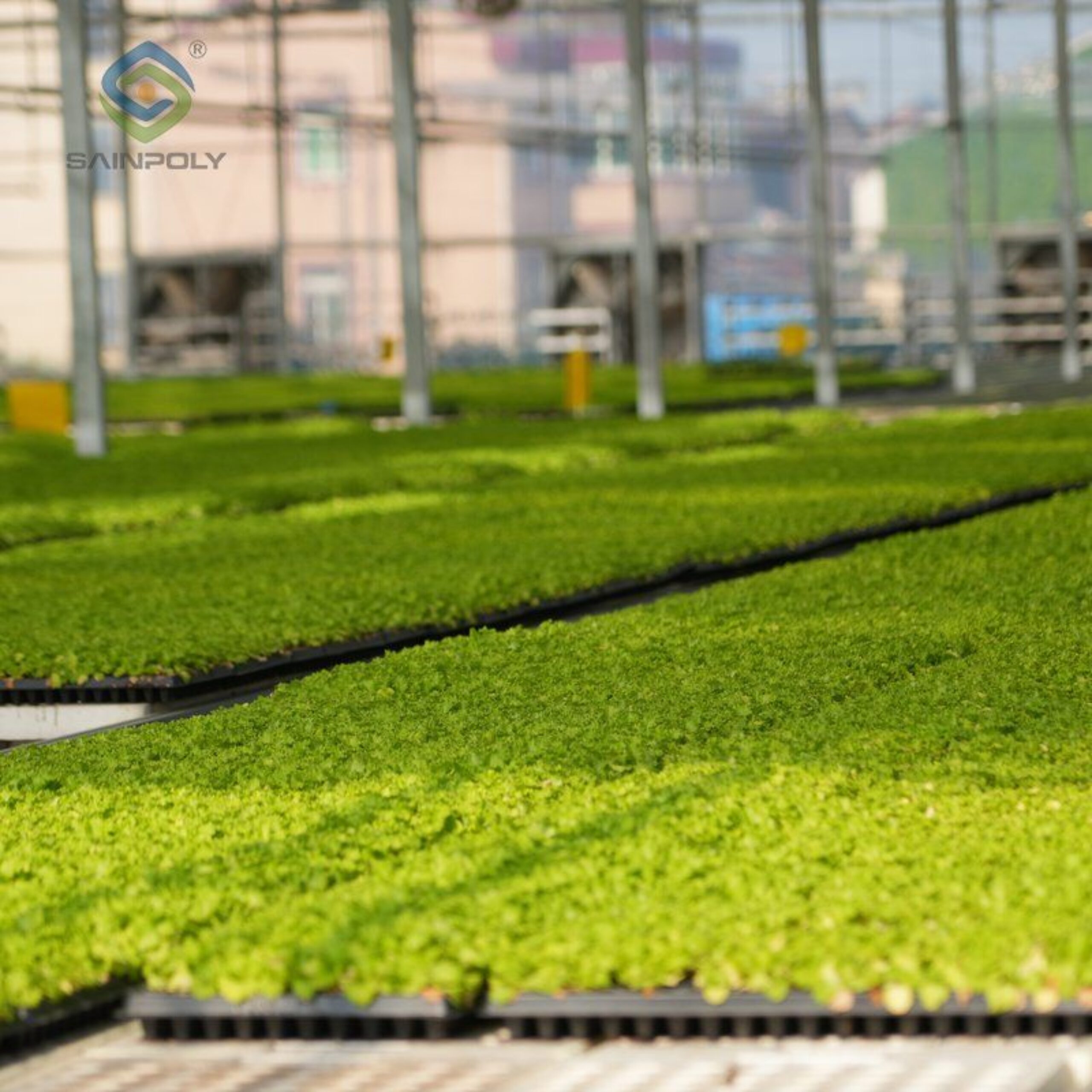 Flat Hydroponic Greenhouse