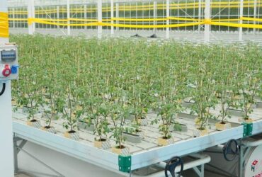 Flat Hydroponic Greenhouse