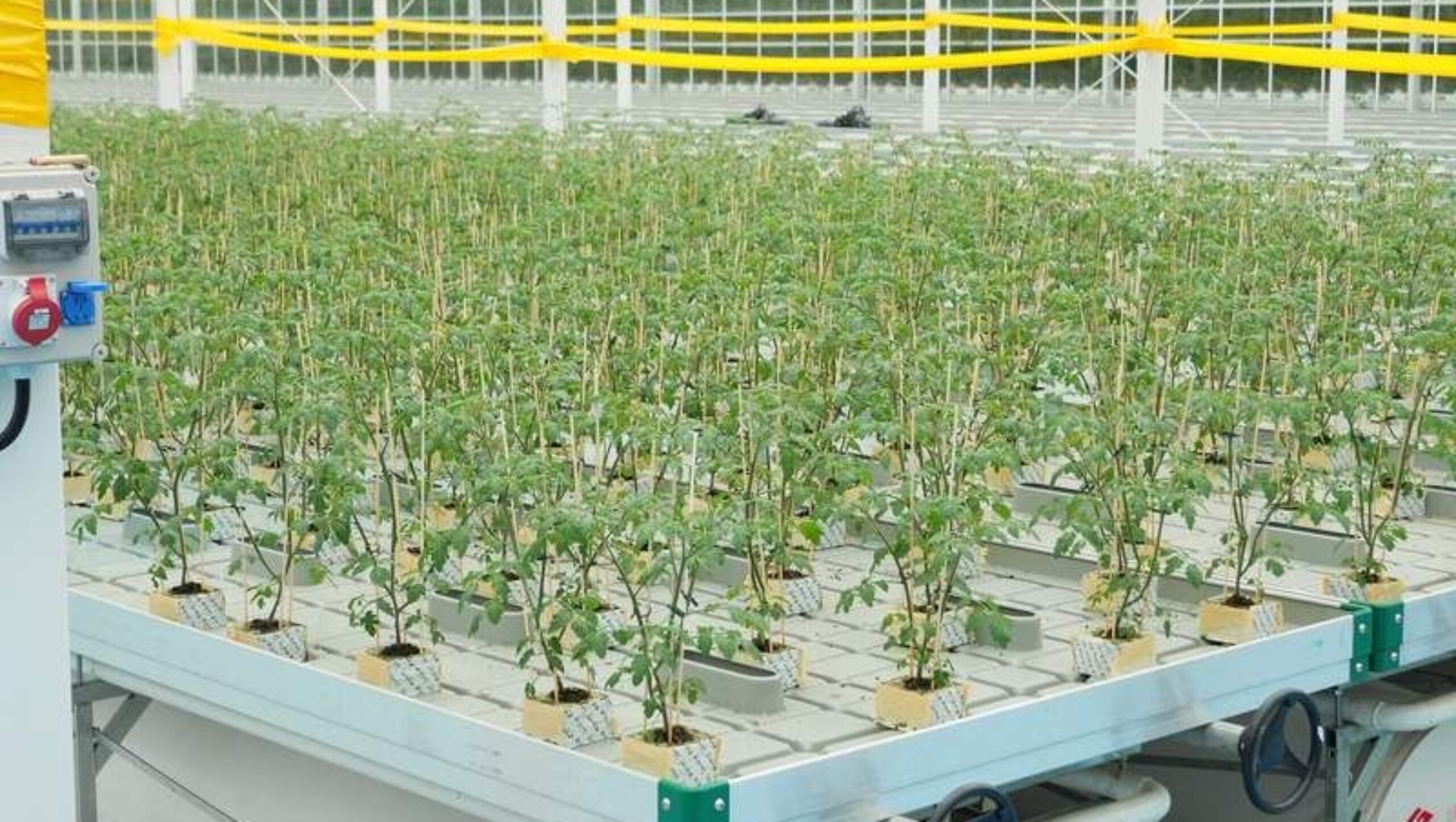 Flat Hydroponic Greenhouse