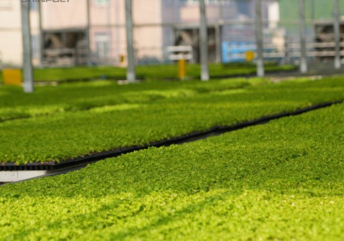 Flat Hydroponic Greenhouse