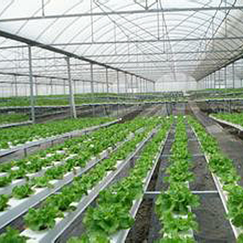 flat hydroponic greenhouse is used for the commercial annual planting of crops, with a built-in circular