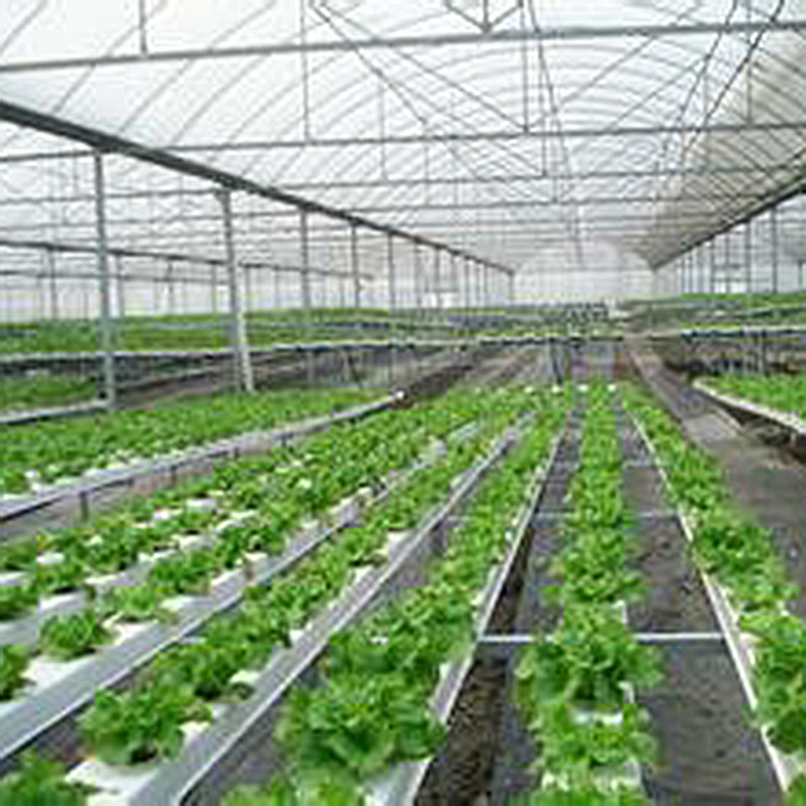 flat hydroponic greenhouse is used for the commercial annual planting of crops, with a built-in circular