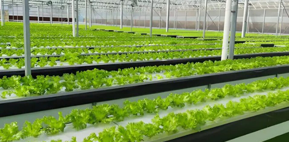 flat hydroponic greenhouse is used for the commercial annual planting of crops, with a built-in circular