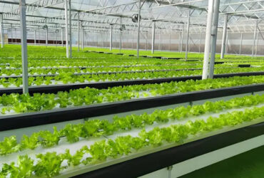 flat hydroponic greenhouse is used for the commercial annual planting of crops, with a built-in circular