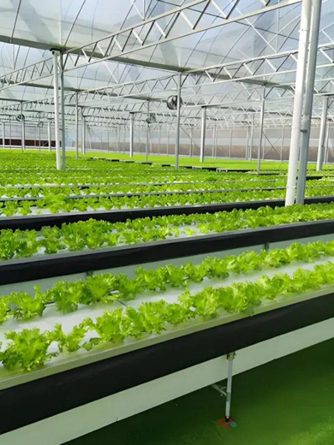 flat hydroponic greenhouse is used for the commercial annual planting of crops, with a built-in circular