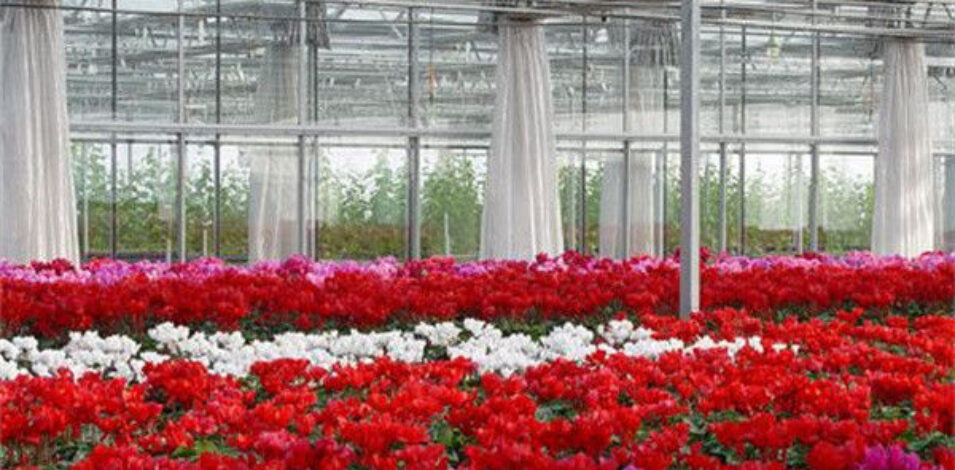 Flower Farm Greenhouse With Galvanized Steel Space Grid Frame Automated Electric Systems