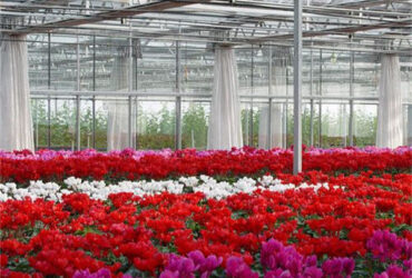 Flower Farm Greenhouse With Galvanized Steel Space Grid Frame Automated Electric Systems