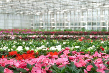Flower Farm Greenhouse With Galvanized Steel Space Grid Frame Automated Electric Systems