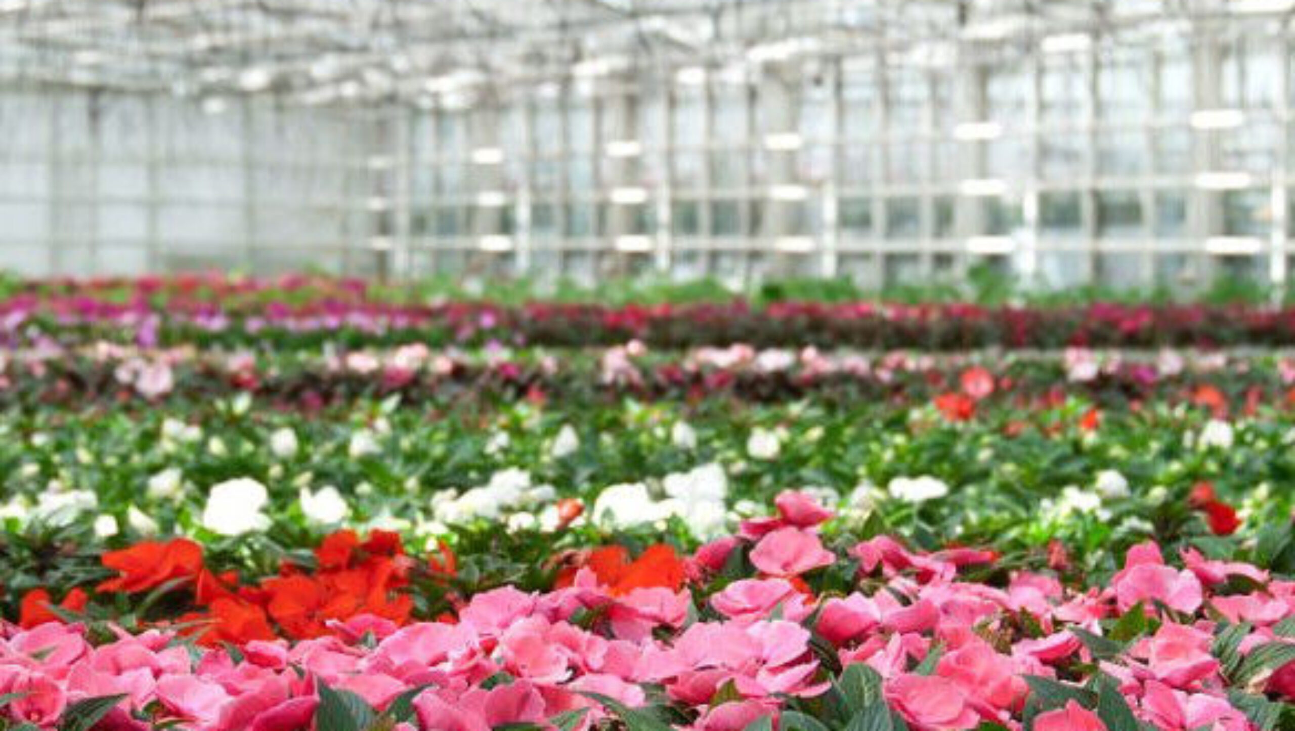 Flower Farm Greenhouse With Galvanized Steel Space Grid Frame Automated Electric Systems