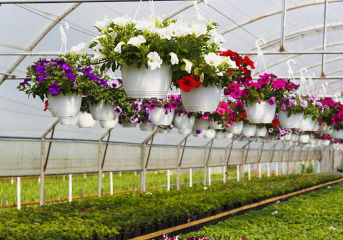 Flower Farm Greenhouse With Galvanized Steel Space Grid Frame Automated Electric Systems
