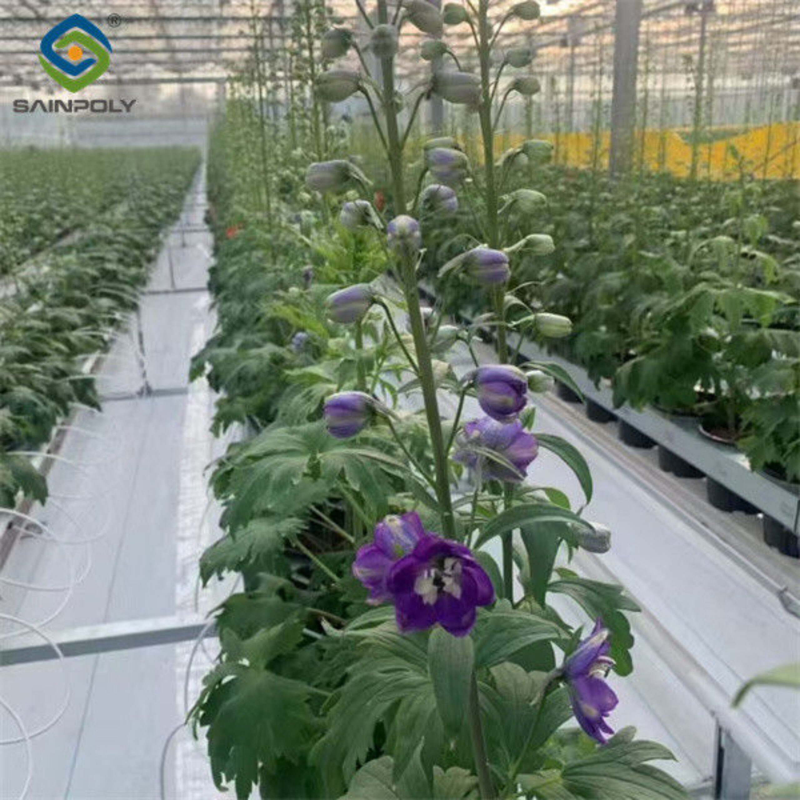 Flower Growing Steel Frame Greenhouse Wind Resistance Large Glass Greenhouse