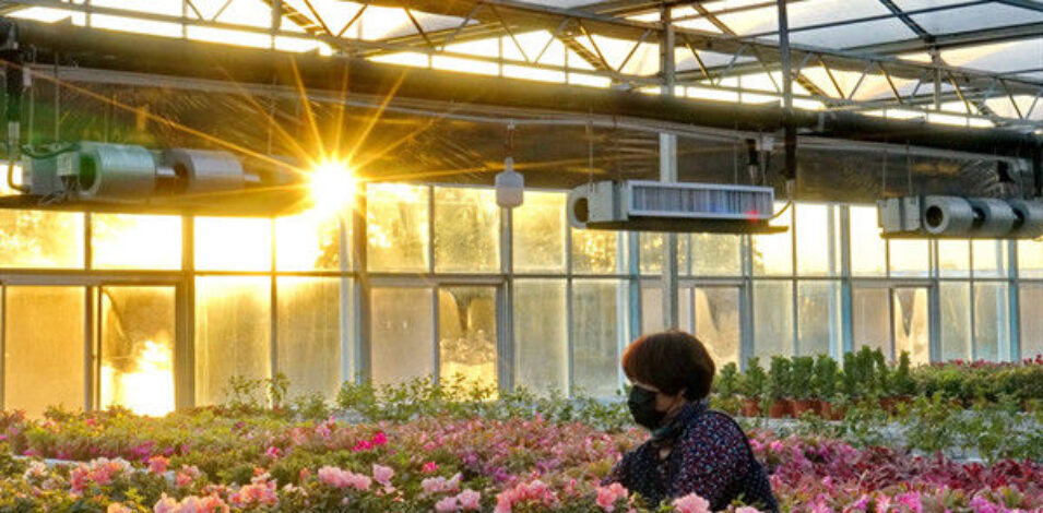 Flower Growing Steel Frame Greenhouse Wind Resistance Large Glass Greenhouse