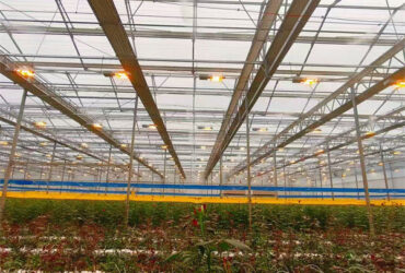 Flower Growing Steel Frame Greenhouse Wind Resistance Large Glass Greenhouse