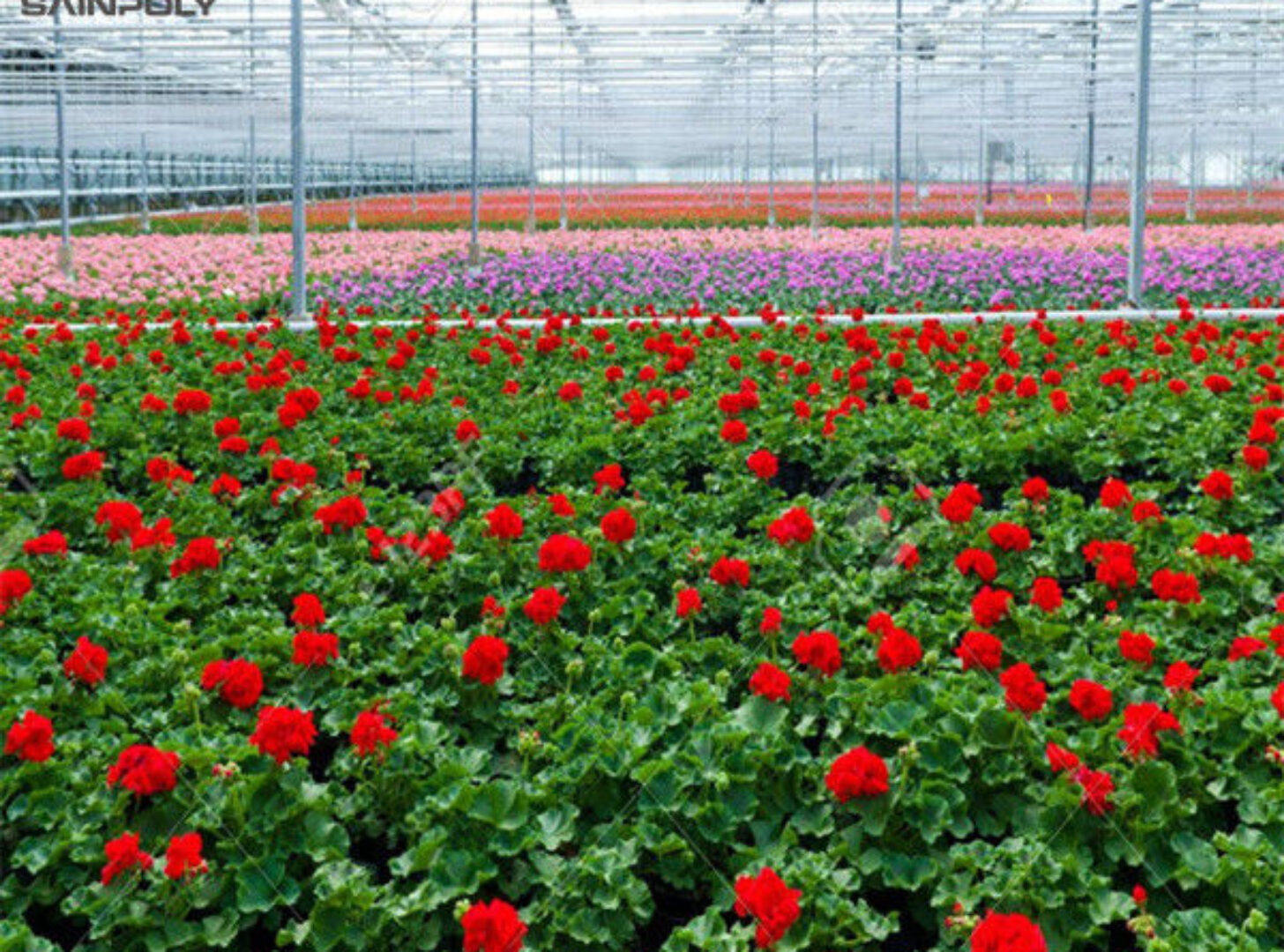 Flower Growing Steel Frame Greenhouse Wind Resistance Large Glass Greenhouse