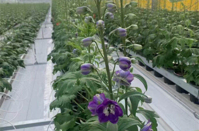 Flower Growing Steel Frame Greenhouse Wind Resistance Large Glass Greenhouse