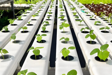 Food Grade PVC Pipe NFT Channel Hydroponic Greenhouse Eco Friendly