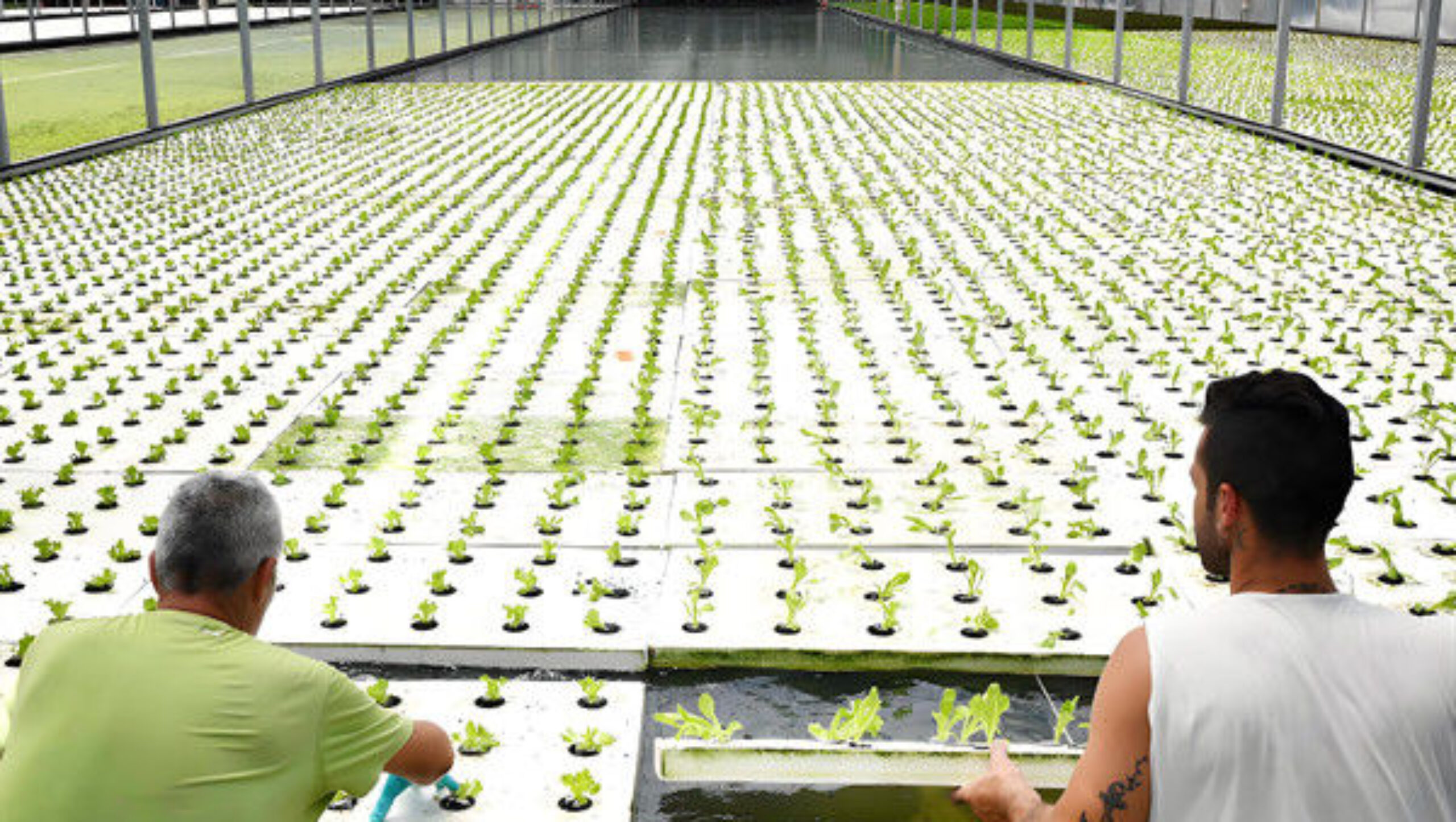 Food Grade PVC Pipe NFT Channel Hydroponic Greenhouse Eco Friendly