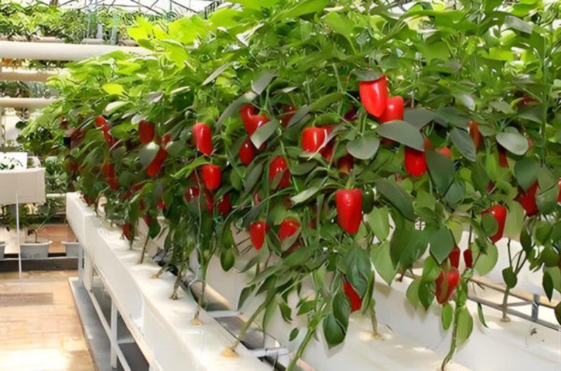 Food Grade PVC Pipe NFT Channel Hydroponic Greenhouse Eco Friendly