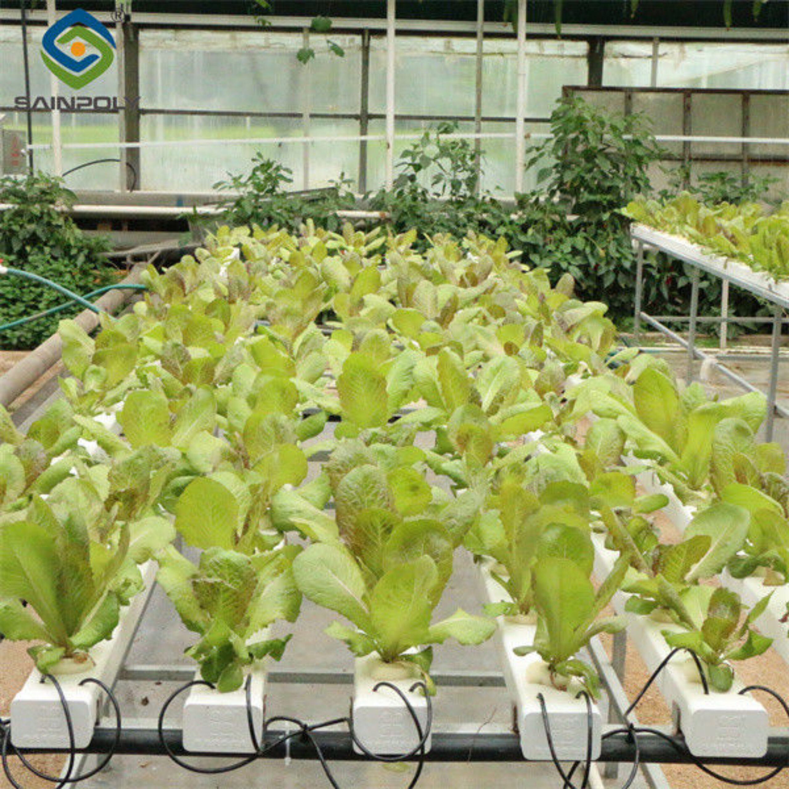 Galvanized Frame Multi Span Greenhouse With Hydroponic Growing Systems