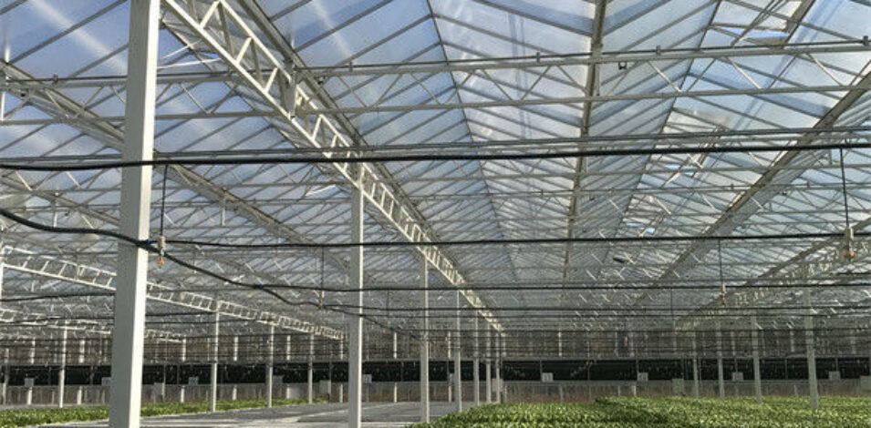 Galvanized Frame Multi Span Greenhouse With Hydroponic Growing Systems