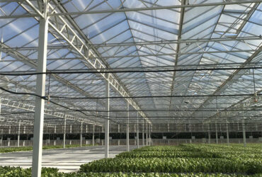 Galvanized Frame Multi Span Greenhouse With Hydroponic Growing Systems