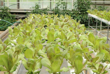 Galvanized Frame Multi Span Greenhouse With Hydroponic Growing Systems