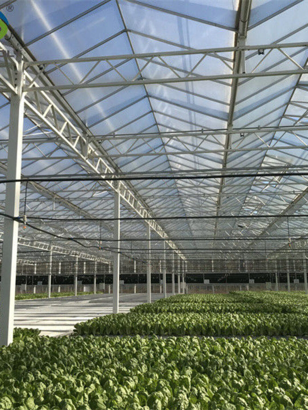 Galvanized Frame Multi Span Greenhouse With Hydroponic Growing Systems