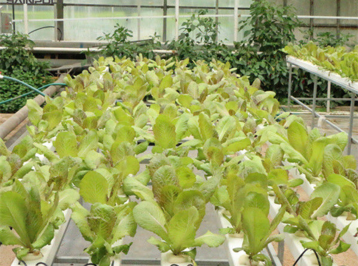 Galvanized Frame Multi Span Greenhouse With Hydroponic Growing Systems