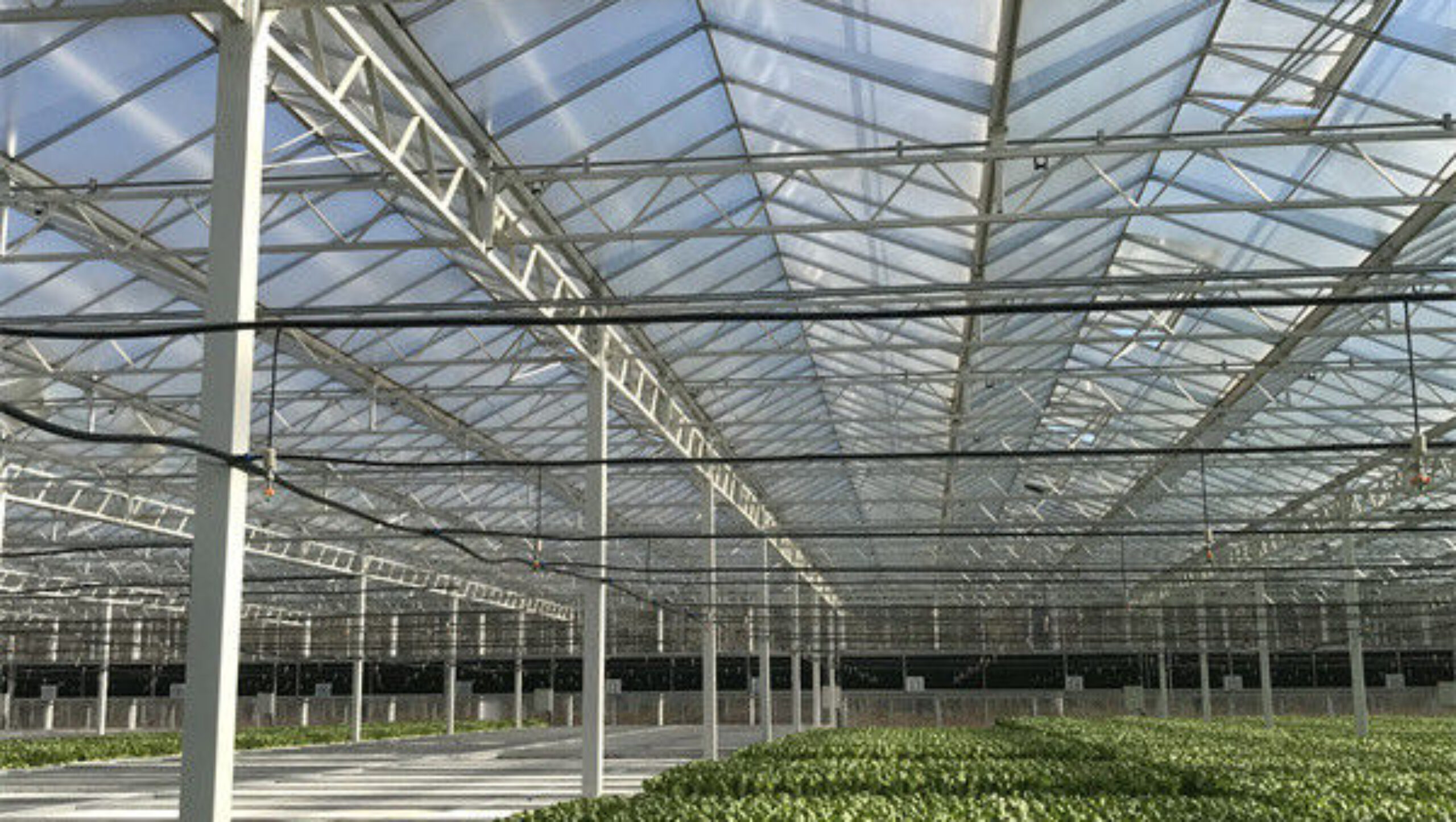 Galvanized Frame Multi Span Greenhouse With Hydroponic Growing Systems