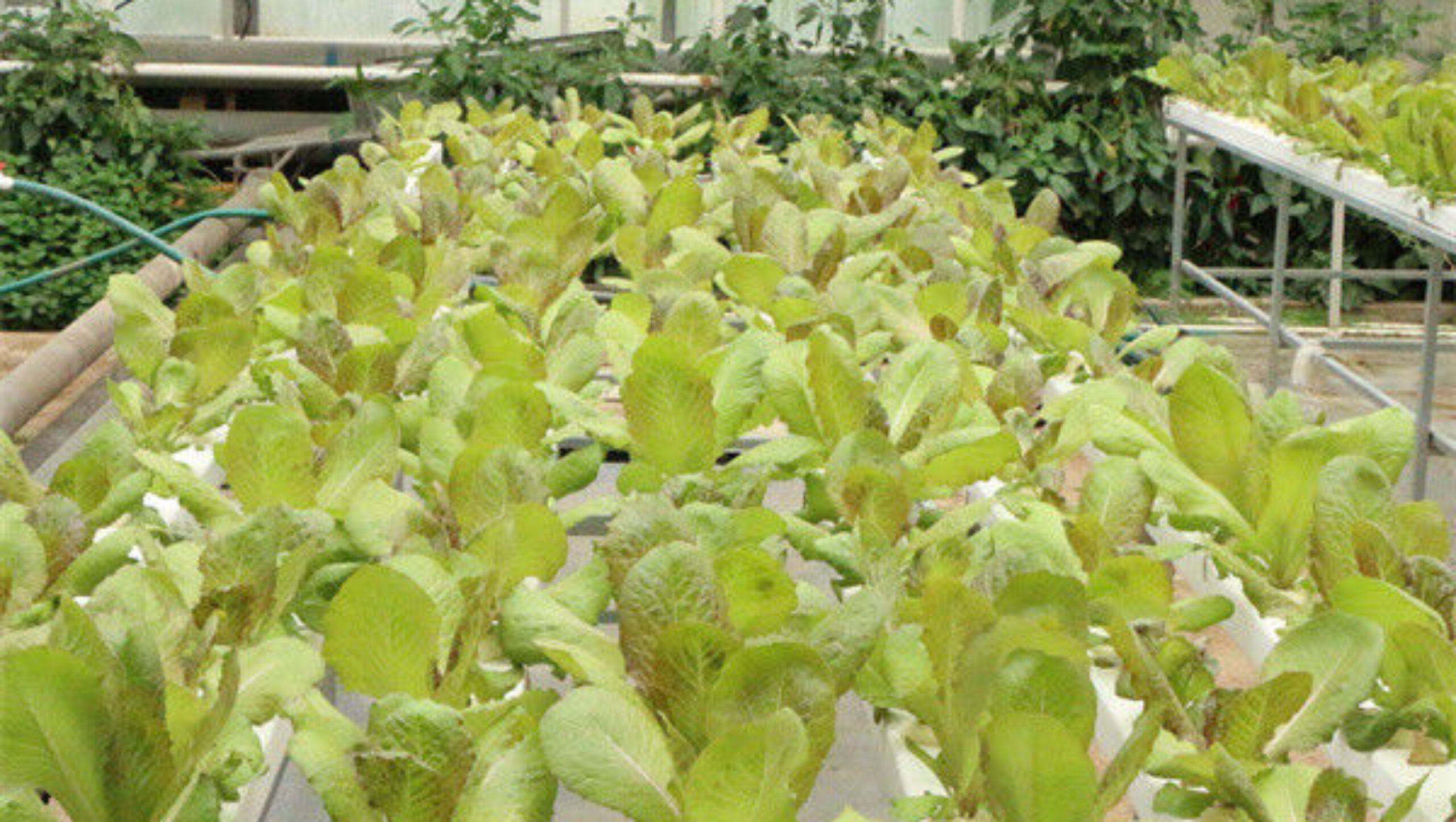 Galvanized Frame Multi Span Greenhouse With Hydroponic Growing Systems