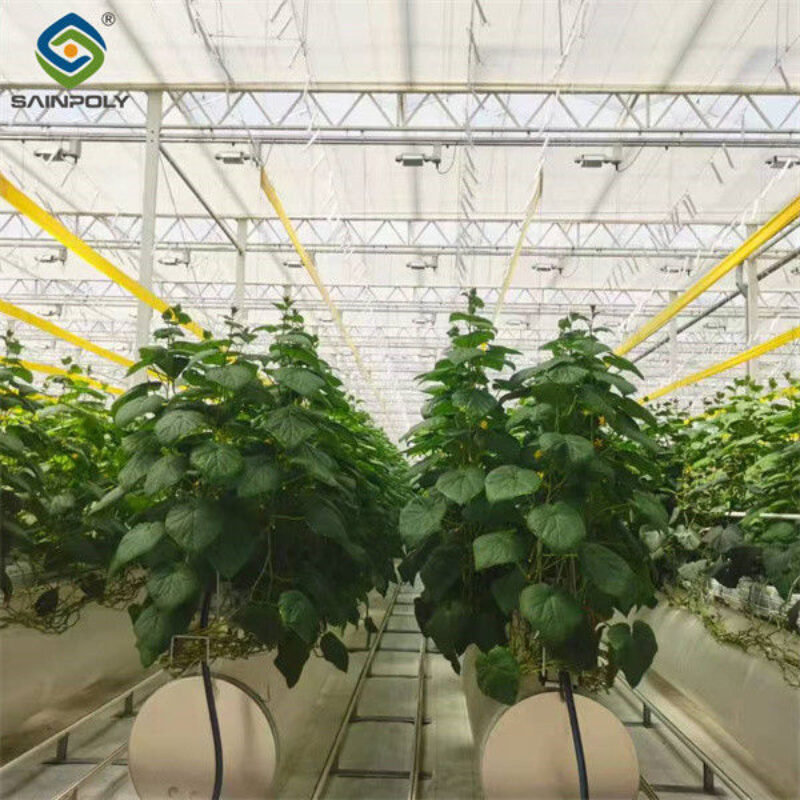 Galvanized Frame Single Span Tunnel Greenhouse Plastic Shed For Vegetables