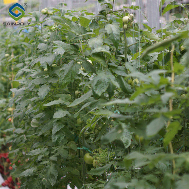 Galvanized Frame Single Span Tunnel Greenhouse Plastic Shed For Vegetables