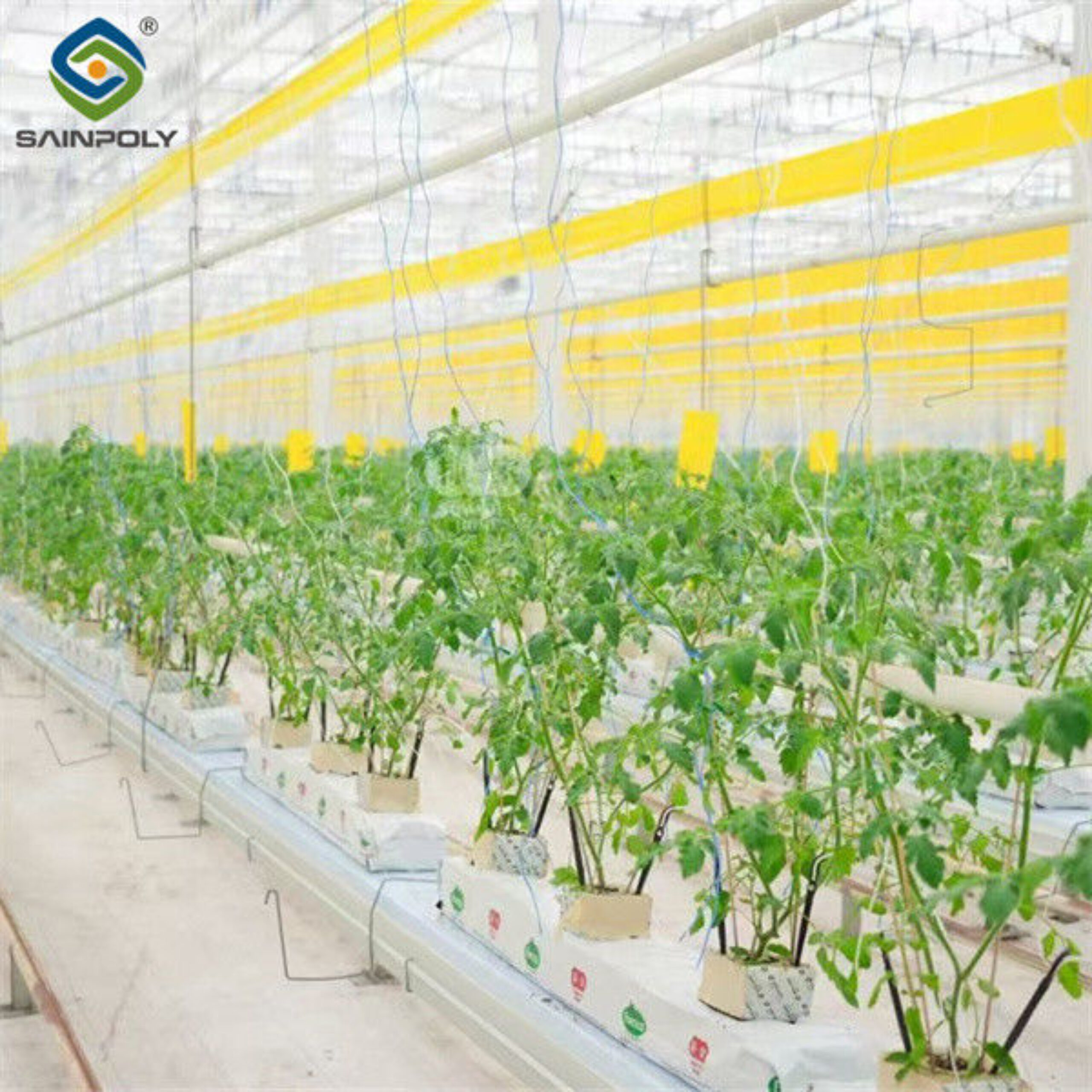 Galvanized Frame Single Span Tunnel Greenhouse Plastic Shed For Vegetables