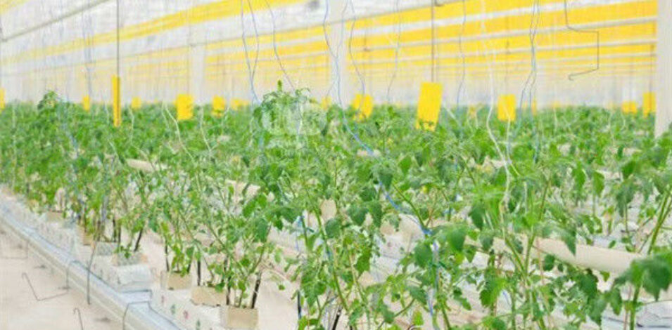 Galvanized Frame Single Span Tunnel Greenhouse Plastic Shed For Vegetables