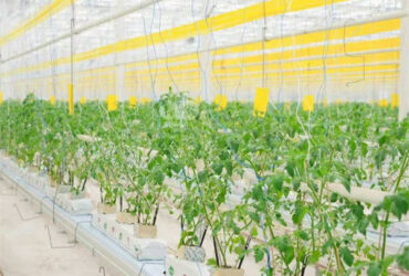 Galvanized Frame Single Span Tunnel Greenhouse Plastic Shed For Vegetables