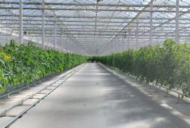 Galvanized Frame Single Span Tunnel Greenhouse Plastic Shed For Vegetables