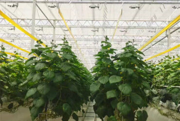 Galvanized Frame Single Span Tunnel Greenhouse Plastic Shed For Vegetables