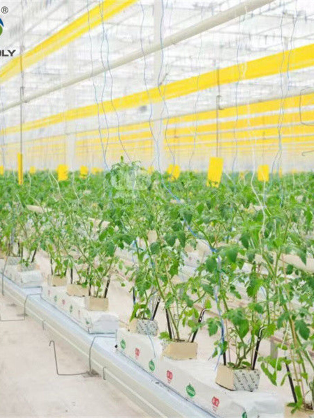 Galvanized Frame Single Span Tunnel Greenhouse Plastic Shed For Vegetables