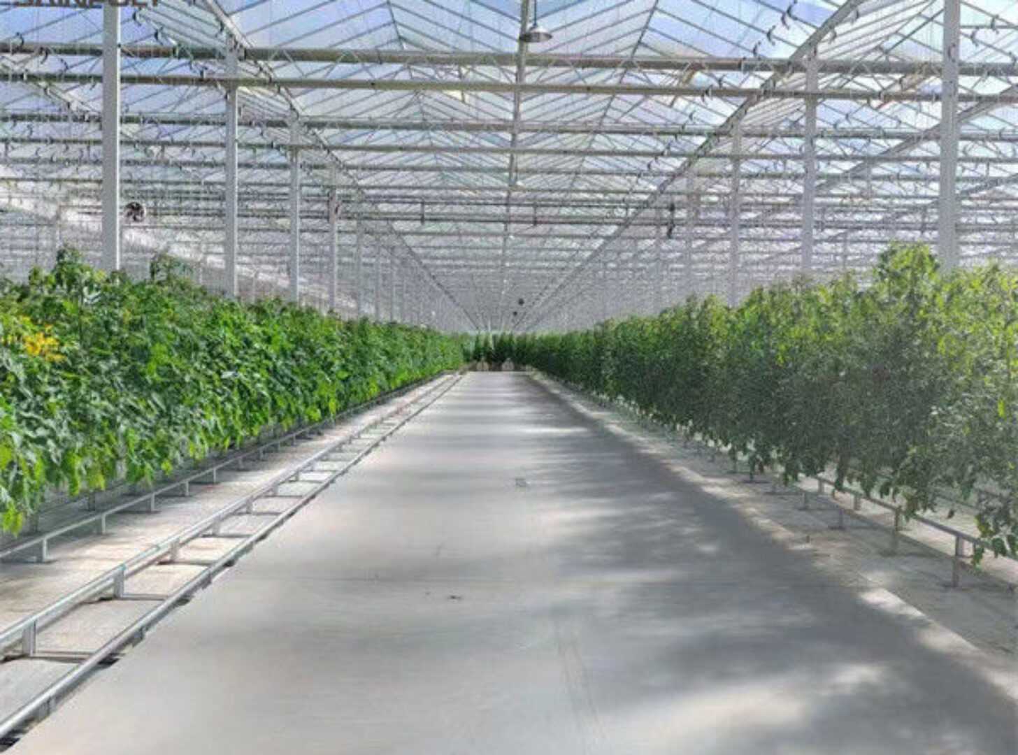 Galvanized Frame Single Span Tunnel Greenhouse Plastic Shed For Vegetables