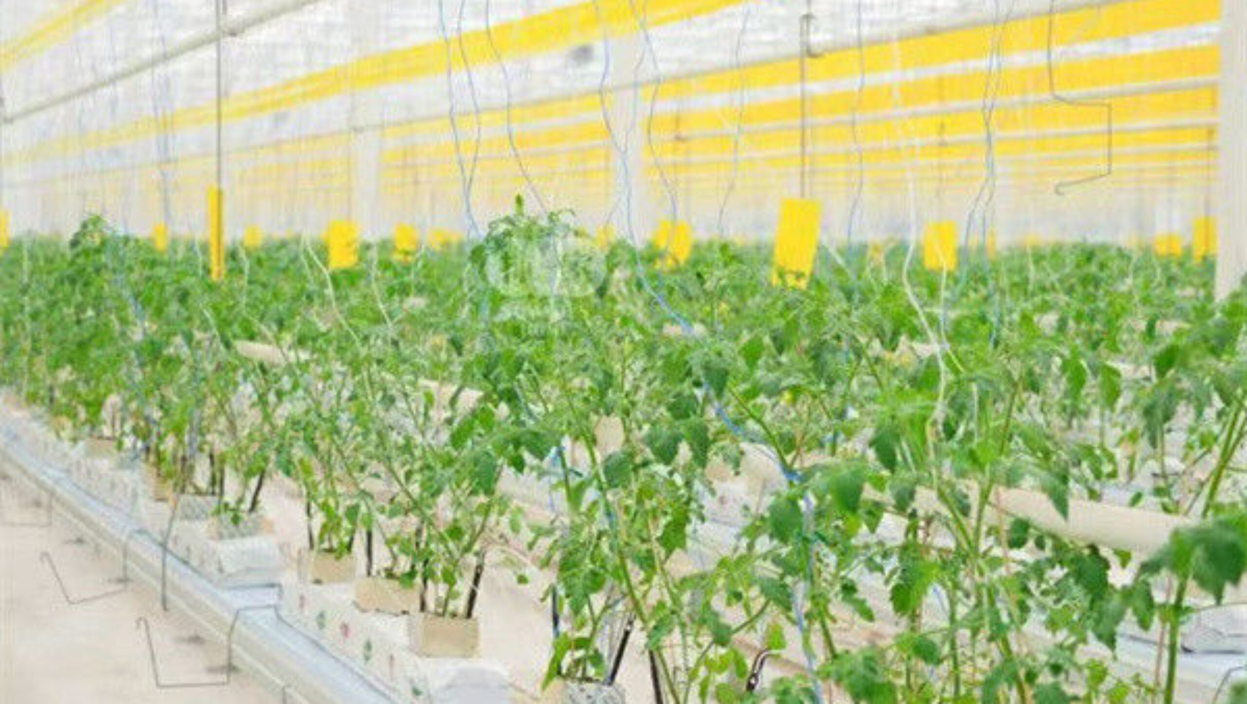 Galvanized Frame Single Span Tunnel Greenhouse Plastic Shed For Vegetables