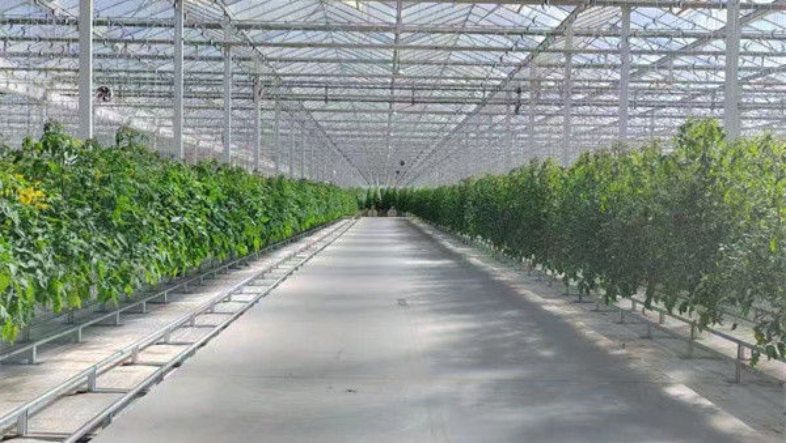 Galvanized Frame Single Span Tunnel Greenhouse Plastic Shed For Vegetables