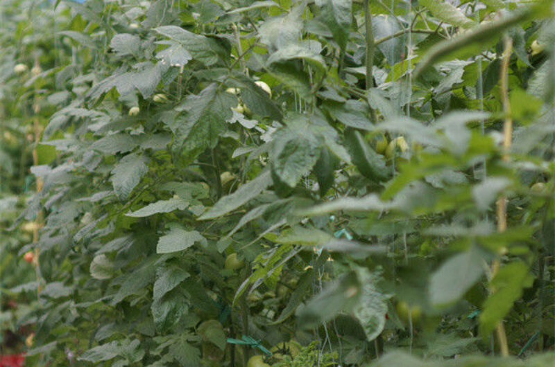 Galvanized Frame Single Span Tunnel Greenhouse Plastic Shed For Vegetables