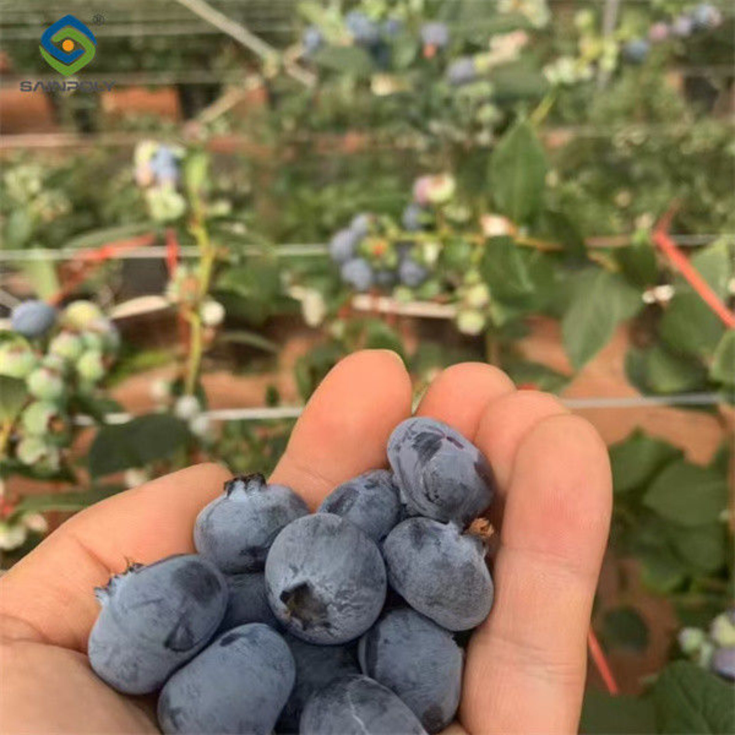 Galvanized Frame Strong Structure Blueberry Greenhouse Farming Single Layer